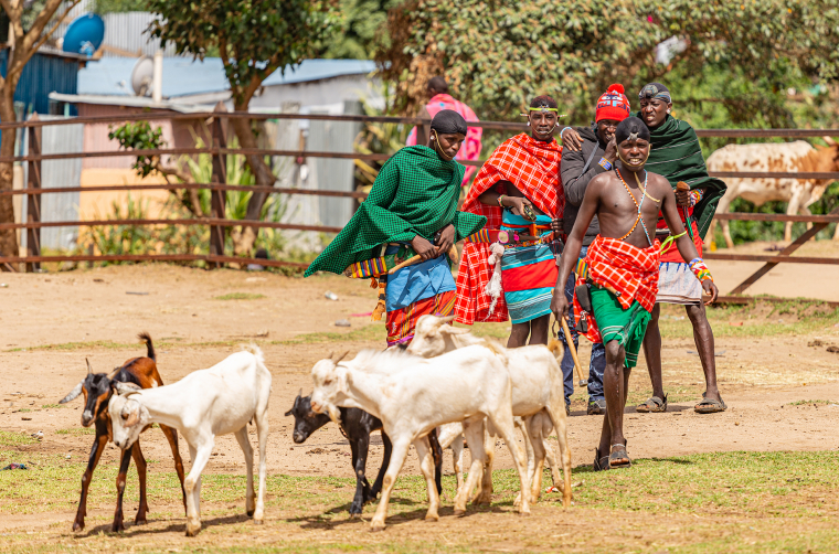 Samburové na trhu v Maralalu se snaží prodat svůj dobytek