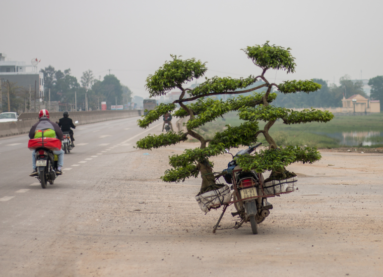 Vietnamci jsou schopní vézt na motorce ledničku, gauč nebo deset prasat. Tak proč ne strom?